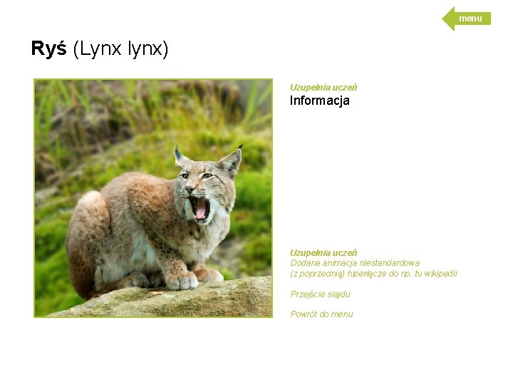 menu Ryś (Lynx lynx) Uzupełnia uczeń Informacja Uzupełnia uczeń Dodana animacja niestandardowa (z poprzednią)