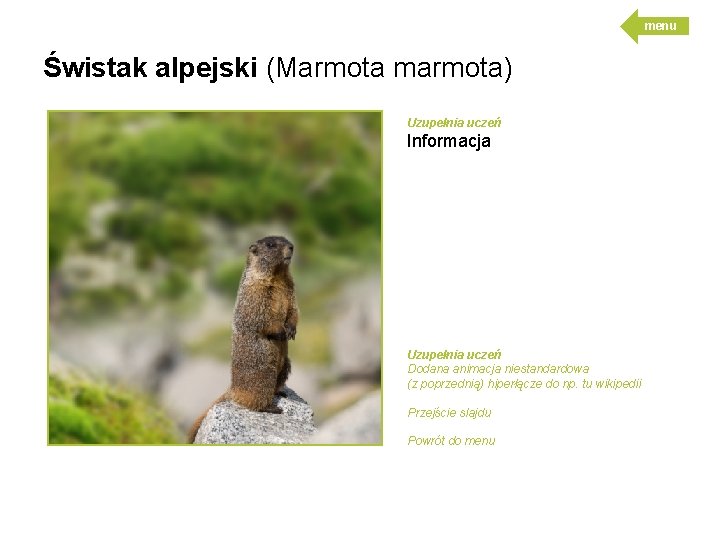 menu Świstak alpejski (Marmota marmota) Uzupełnia uczeń Informacja Uzupełnia uczeń Dodana animacja niestandardowa (z