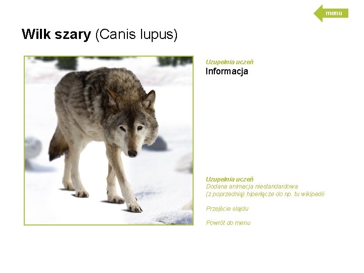 menu Wilk szary (Canis lupus) Uzupełnia uczeń Informacja Uzupełnia uczeń Dodana animacja niestandardowa (z