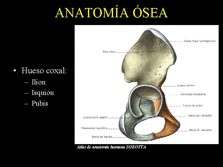 ANATOMÍA ÓSEA • Hueso coxal: – Ilion – Isquion – Pubis Atlas de anatomía