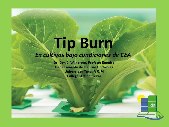 Tip Burn En cultivos bajo condiciones de CEA Dr. Don C. Wilkerson, Profesor Emérito