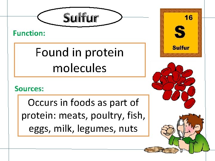 Sulfur Function: Found in protein molecules Sources: Occurs in foods as part of protein: Sulfur Function: Found in protein molecules Sources: Occurs in foods as part of protein: