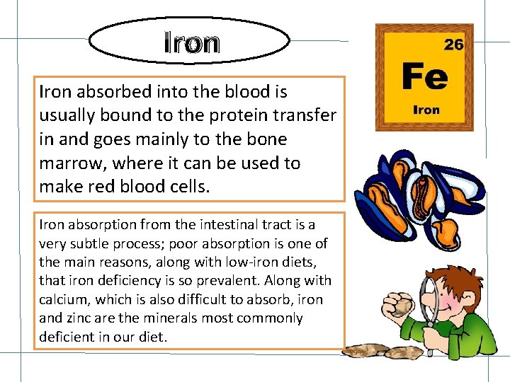 Iron absorbed into the blood is usually bound to the protein transfer in and