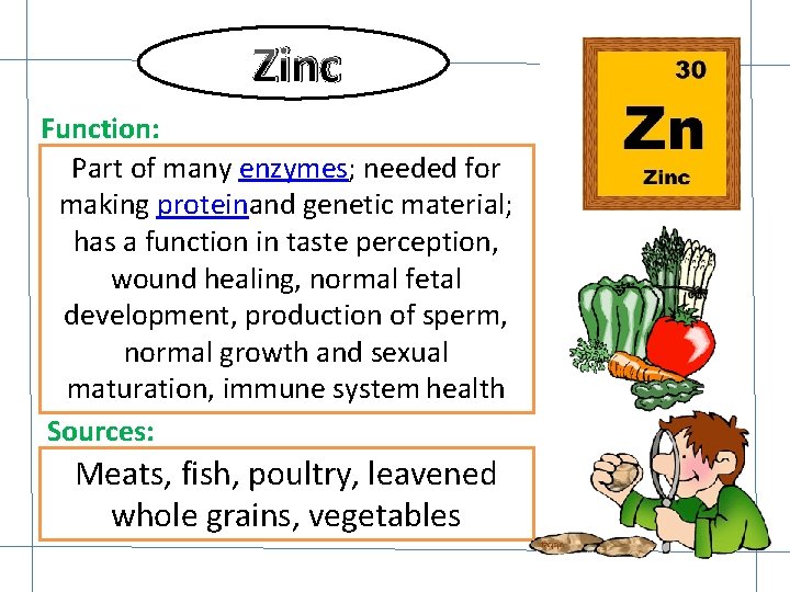 Zinc Function: Part of many enzymes; needed for making proteinand genetic material; has a