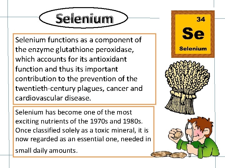 Selenium functions as a component of the enzyme glutathione peroxidase, which accounts for its Selenium functions as a component of the enzyme glutathione peroxidase, which accounts for its