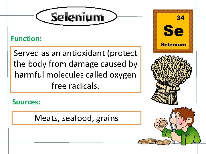 Selenium Function: Served as an antioxidant (protect the body from damage caused by harmful