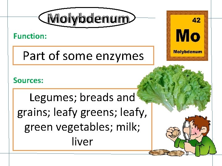 Molybdenum Function: Part of some enzymes Sources: Legumes; breads and grains; leafy greens; leafy,