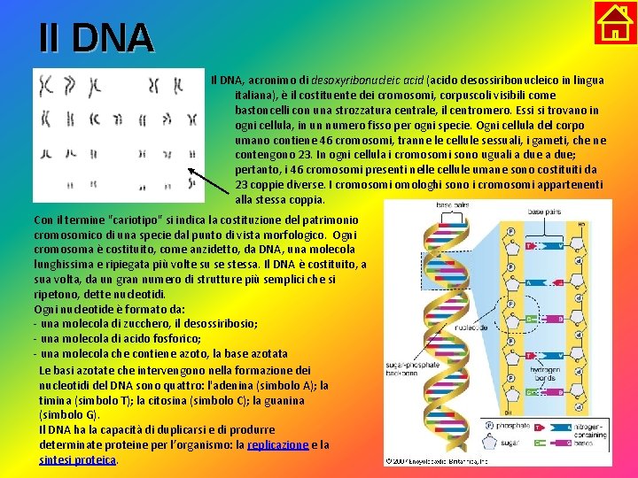 Il DNA, acronimo di desoxyribonucleic acid (acido desossiribonucleico in lingua italiana), è il costituente