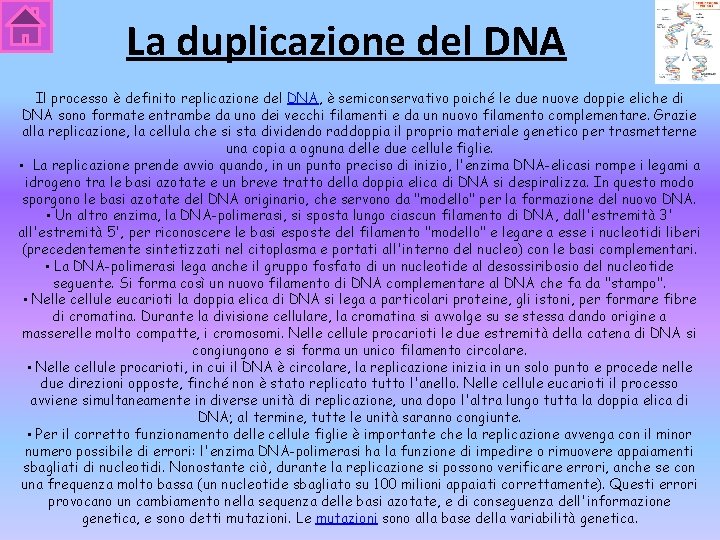 La duplicazione del DNA Il processo è definito replicazione del DNA, è semiconservativo poiché