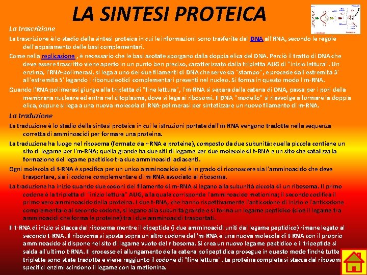 La trascrizione LA SINTESI PROTEICA La trascrizione è lo stadio della sintesi proteica in