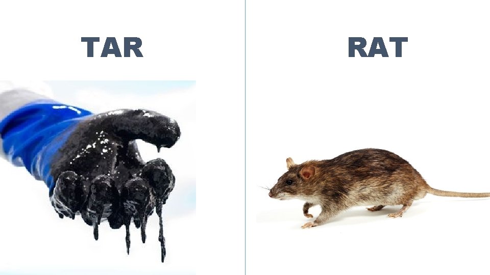 TAR RAT 