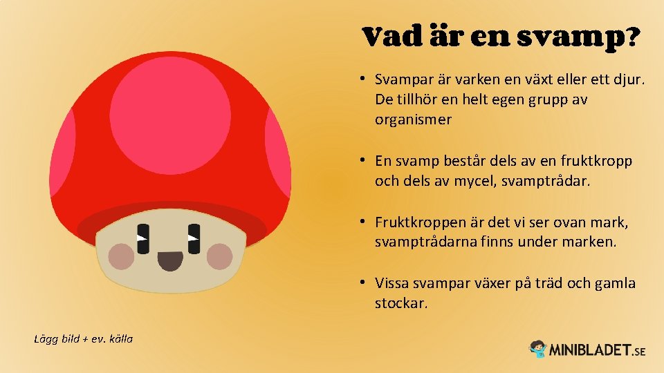 Vad är en svamp? • Svampar är varken en växt eller ett djur. De