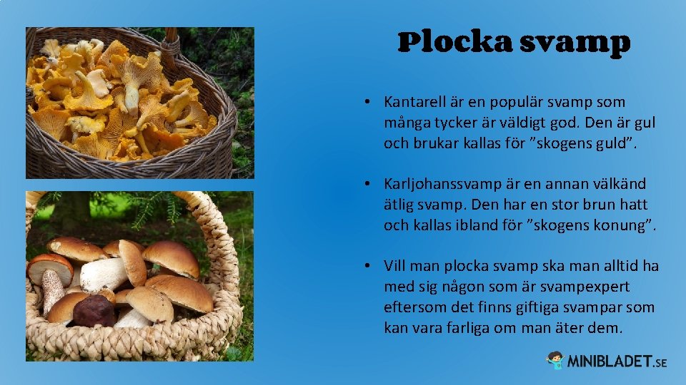 Plocka svamp • Kantarell är en populär svamp som många tycker är väldigt god.