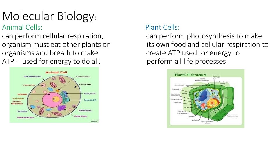 Molecular Biology: Animal Cells: can perform cellular respiration, organism must eat other plants or