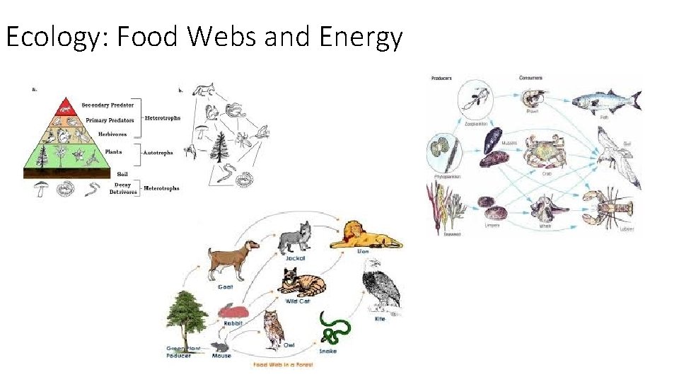 Ecology: Food Webs and Energy 