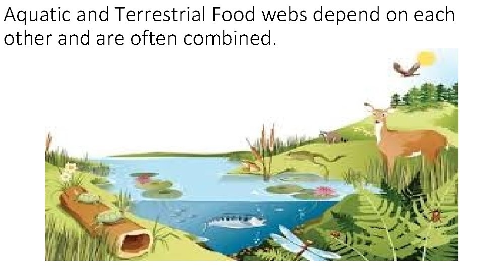 Aquatic and Terrestrial Food webs depend on each other and are often combined. 