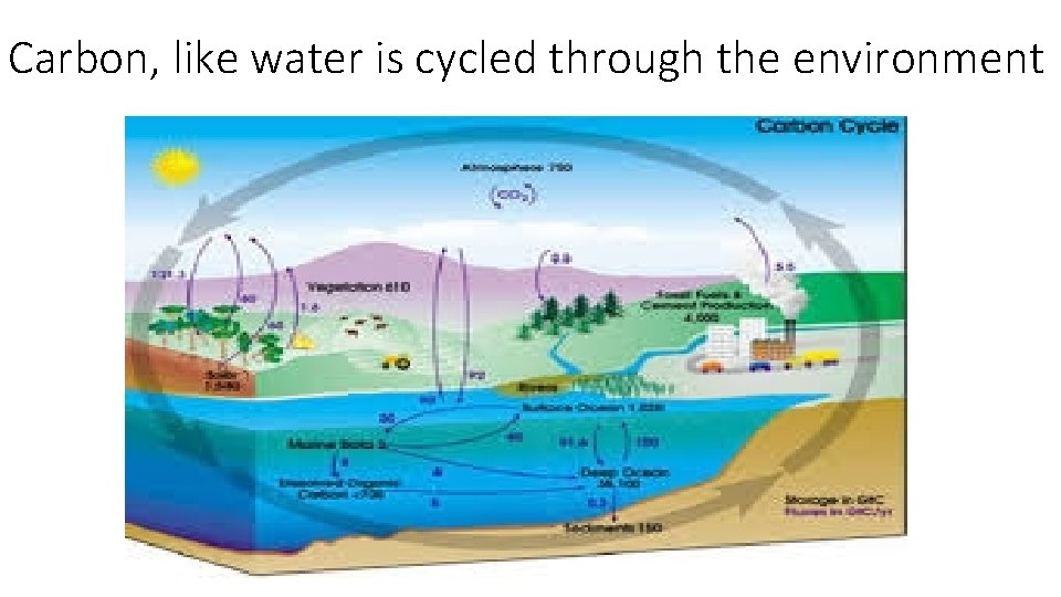 Carbon, like water is cycled through the environment 