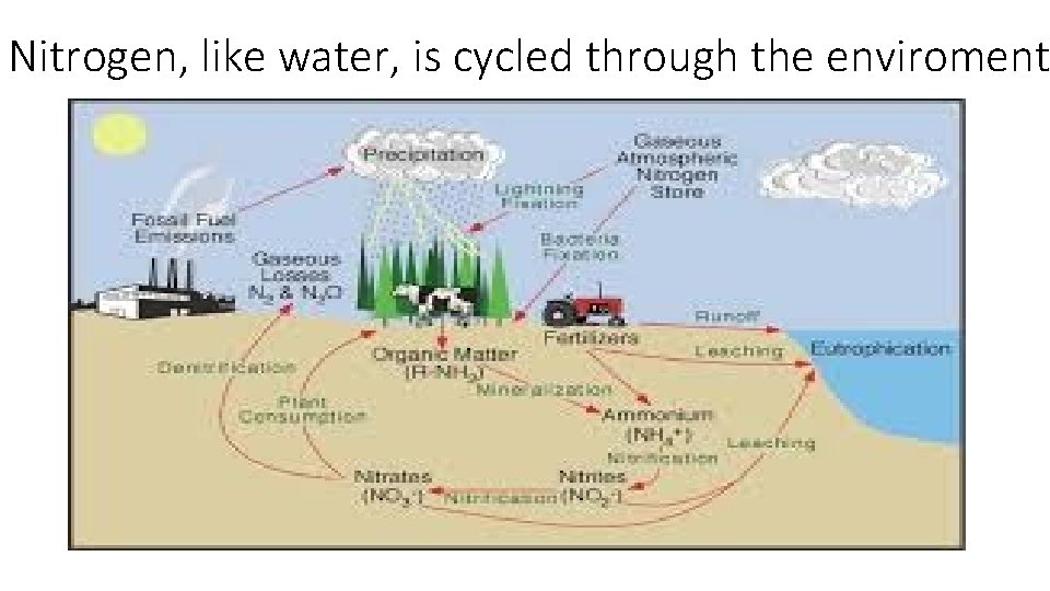 Nitrogen, like water, is cycled through the enviroment 