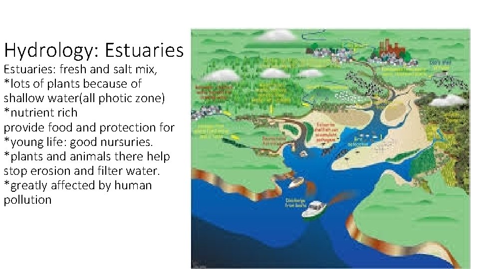 Hydrology: Estuaries: fresh and salt mix, *lots of plants because of shallow water(all photic