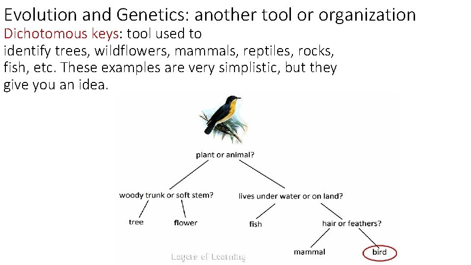 Evolution and Genetics: another tool or organization Dichotomous keys: tool used to identify trees,