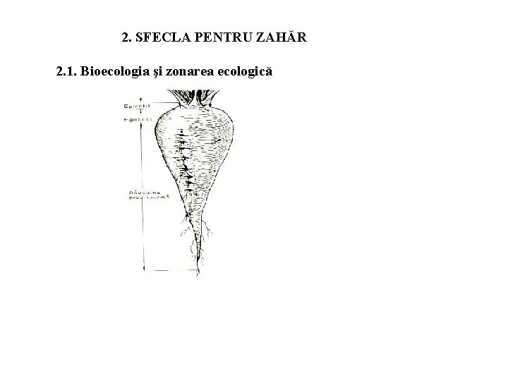2. SFECLA PENTRU ZAHĂR 2. 1. Bioecologia şi zonarea ecologică 