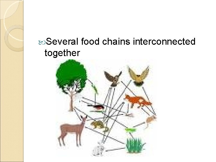  Several together food chains interconnected 