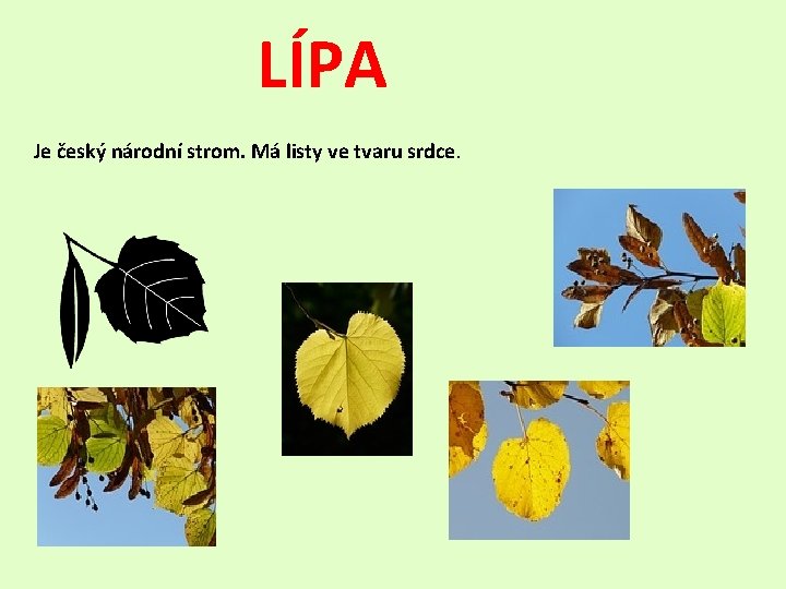 LÍPA Je český národní strom. Má listy ve tvaru srdce. 