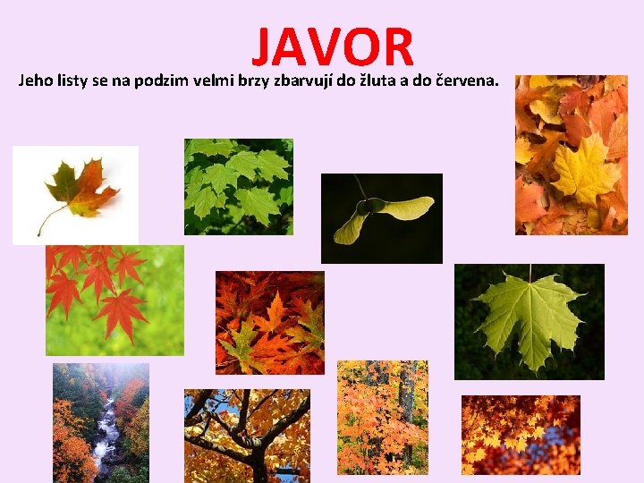JAVOR Jeho listy se na podzim velmi brzy zbarvují do žluta a do červena.