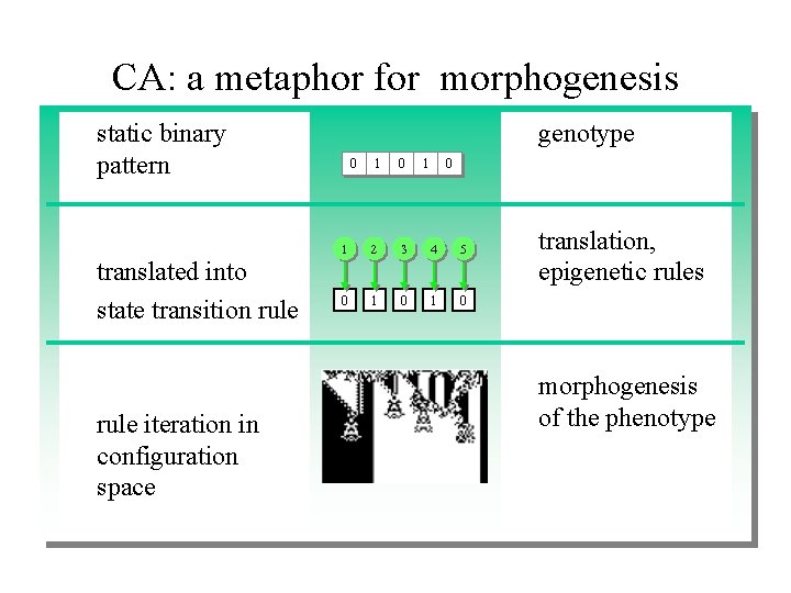 CA: a metaphor for morphogenesis static binary pattern translated into state transition rule iteration