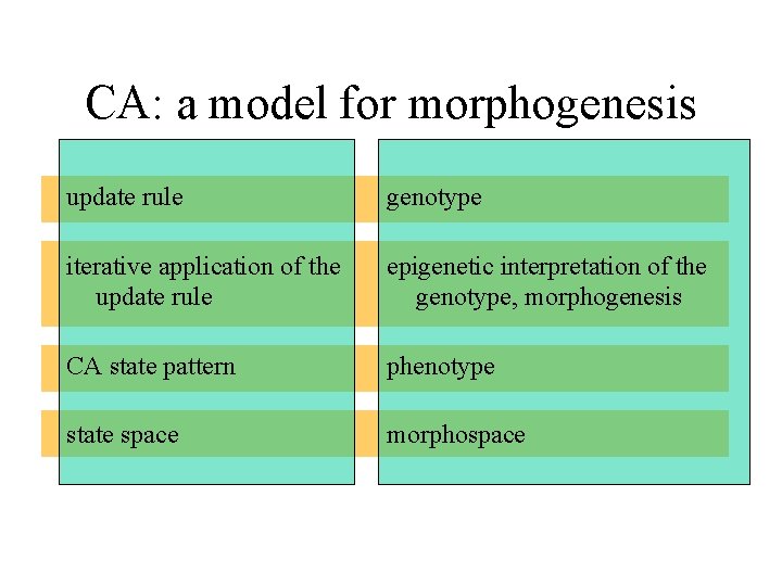 CA: a model for morphogenesis update rule genotype iterative application of the update rule