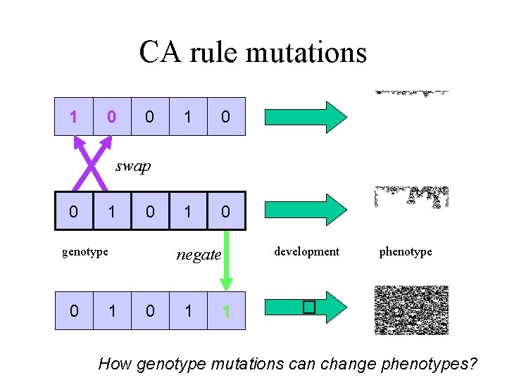 CA rule mutations 1 0 0 1 0 swap 0 1 0 genotype 0