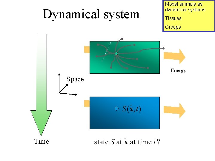 Dynamical system Model animals as dynamical systems Tissues Groups Energy Space Time 