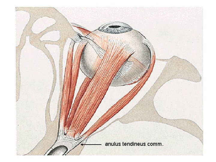 anulus tendineus comm. 