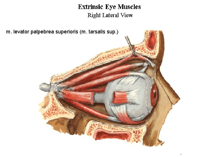 m. levator palpebrea superioris (m. tarsalis sup. ) 