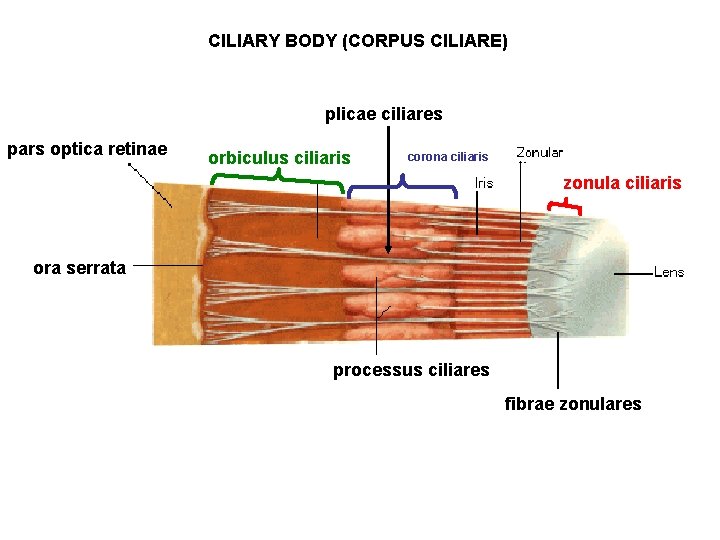 CILIARY BODY (CORPUS CILIARE) plicae ciliares pars optica retinae orbiculus ciliaris corona ciliaris zonula