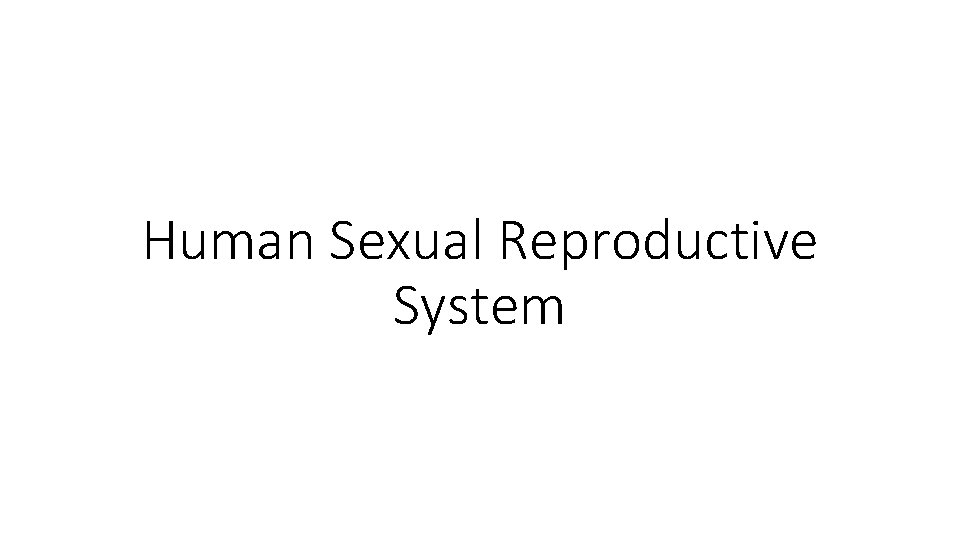 Human Sexual Reproductive System 