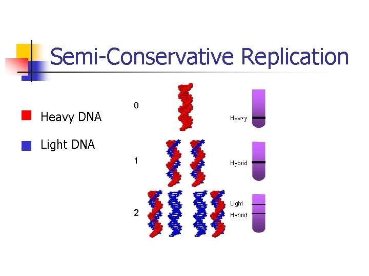 Semi-Conservative Replication Heavy DNA Light DNA Semi-Conservative Replication Heavy DNA Light DNA