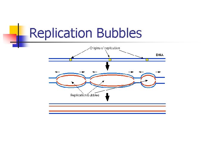 Replication Bubbles Replication Bubbles