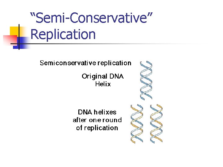 “Semi-Conservative” Replication “Semi-Conservative” Replication