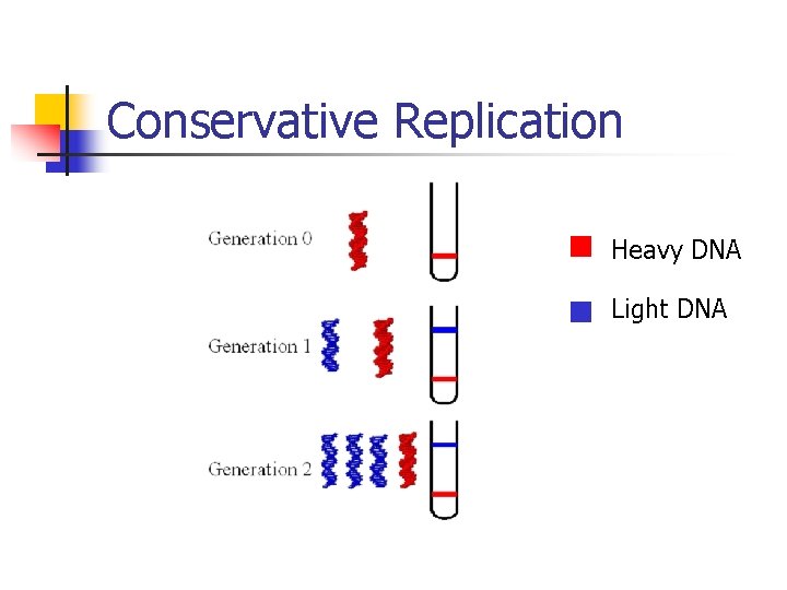 Conservative Replication Heavy DNA Light DNA Conservative Replication Heavy DNA Light DNA