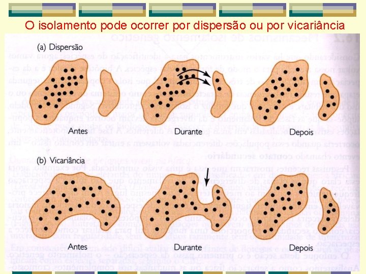 O isolamento pode ocorrer por dispersão ou por vicariância O isolamento pode ocorrer por dispersão ou por vicariância