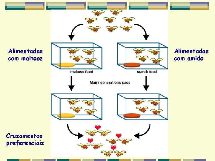 Alimentadas com maltose Cruzamentos preferenciais Alimentadas com amido Alimentadas com maltose Cruzamentos preferenciais Alimentadas com amido