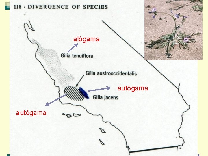 alógama autógama alógama autógama