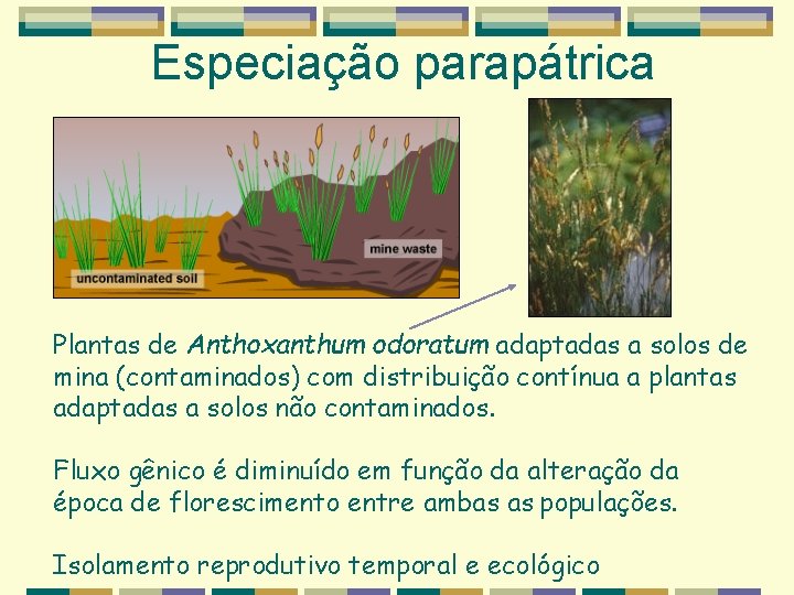 Especiação parapátrica Plantas de Anthoxanthum odoratum adaptadas a solos de mina (contaminados) com distribuição Especiação parapátrica Plantas de Anthoxanthum odoratum adaptadas a solos de mina (contaminados) com distribuição
