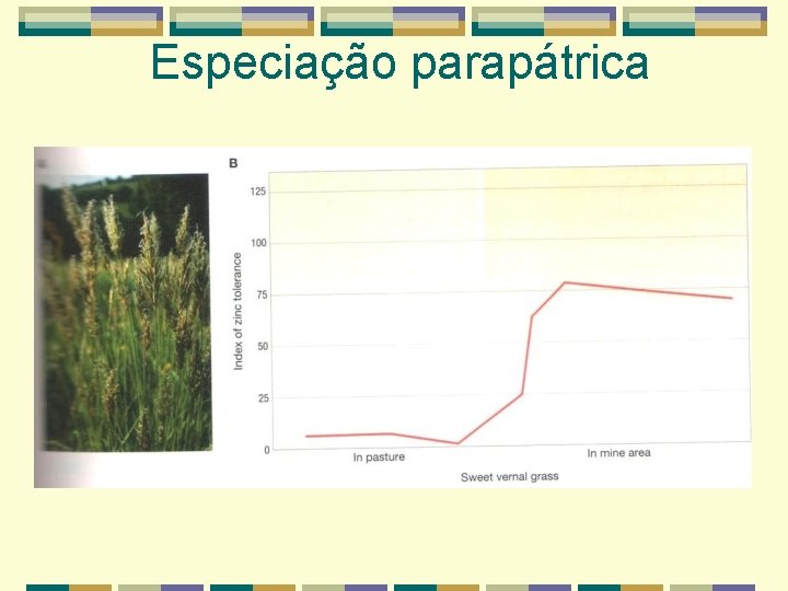 Especiação parapátrica Especiação parapátrica