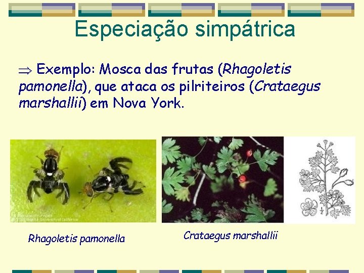 Especiação simpátrica Exemplo: Mosca das frutas (Rhagoletis pamonella), que ataca os pilriteiros (Crataegus marshallii) Especiação simpátrica Exemplo: Mosca das frutas (Rhagoletis pamonella), que ataca os pilriteiros (Crataegus marshallii)
