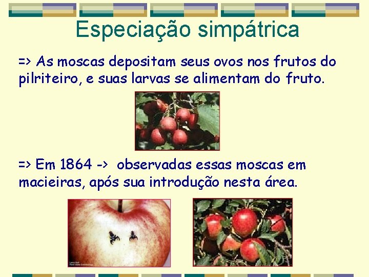 Especiação simpátrica => As moscas depositam seus ovos nos frutos do pilriteiro, e suas Especiação simpátrica => As moscas depositam seus ovos nos frutos do pilriteiro, e suas