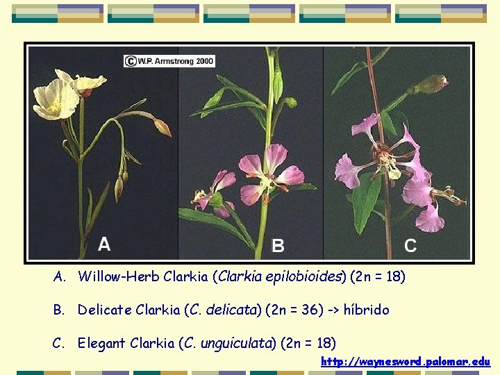 A. Willow-Herb Clarkia (Clarkia epilobioides) (2 n = 18) B. Delicate Clarkia (C. delicata) A. Willow-Herb Clarkia (Clarkia epilobioides) (2 n = 18) B. Delicate Clarkia (C. delicata)