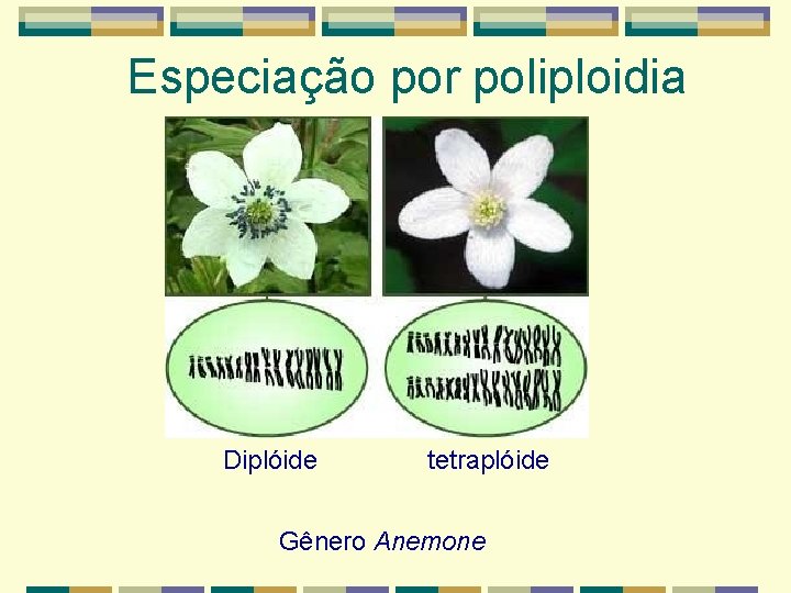 Especiação por poliploidia Diplóide tetraplóide Gênero Anemone Especiação por poliploidia Diplóide tetraplóide Gênero Anemone