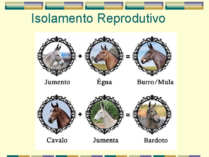 Isolamento Reprodutivo Isolamento Reprodutivo